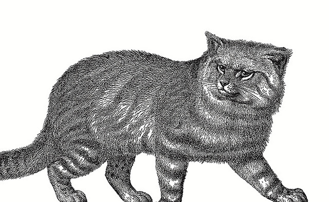 Hack "Katze automatisieren": Auf dem Bild zu sehen ist eine Leopardus pajeros, eine bedrohte Katze aus Südamerika.